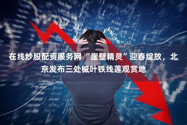 在线炒股配资服务网 “崖壁精灵”迎春绽放，北京发布三处槭叶铁线莲观赏地